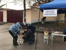 В Нахимовском районе Севастополя провели бесплатную вакцинацию собак и кошек против бешенства 