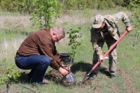 В рамках акции «Сирень Победы» высажено еще 30 кустов