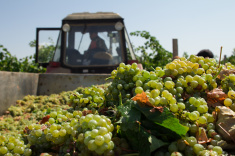 В прошлом году севастопольские виноделы  выпустили  продукции на 40,7%  больше, чем годом ранее 