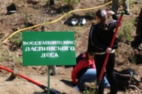 В урочище Ласпи высажено 200 деревьев кипарисов, сосны крымской и сосны Станкевича