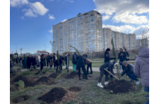 В севастопольском «Сквере Героев СВО» высажены новые молодые кипарисы